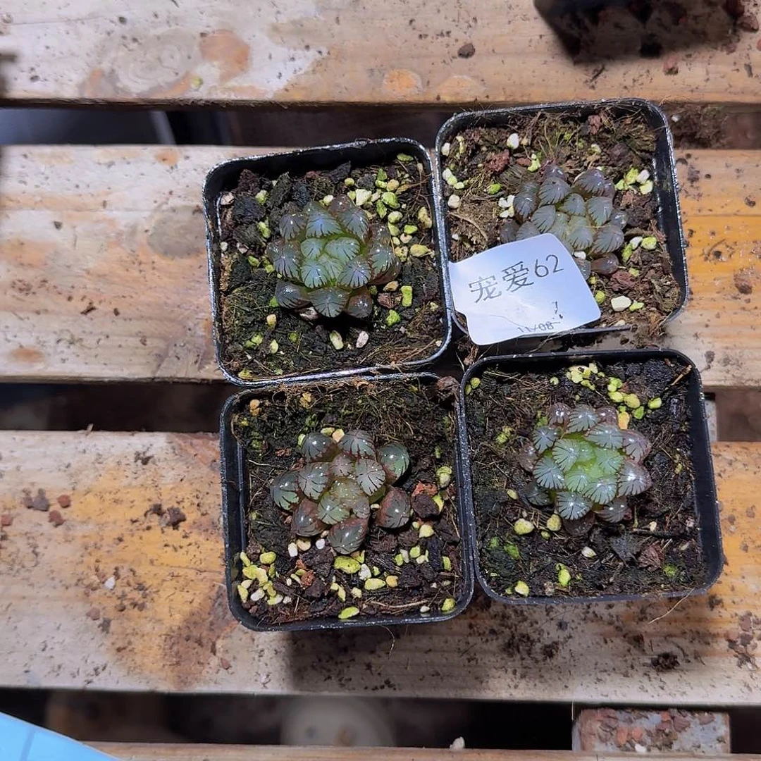 晚上福利一物一拍62