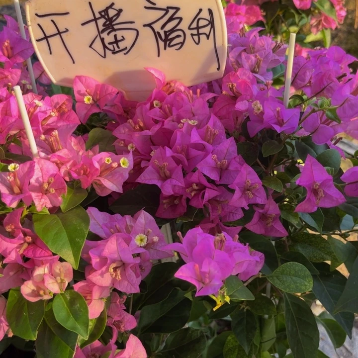 完全开放雪紫三角梅