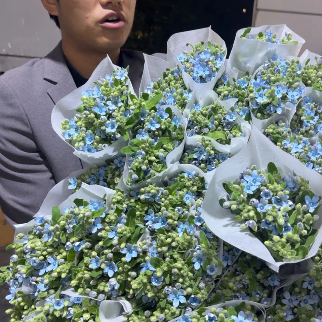 蓝星花5扎包邮价轻微上点