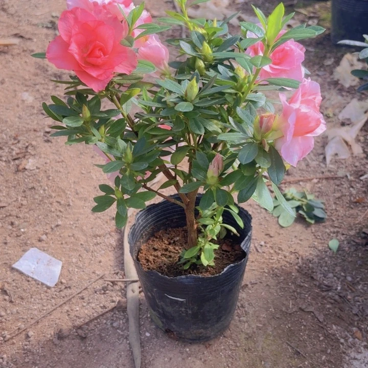 完全开放桃梅锦杜鹃花