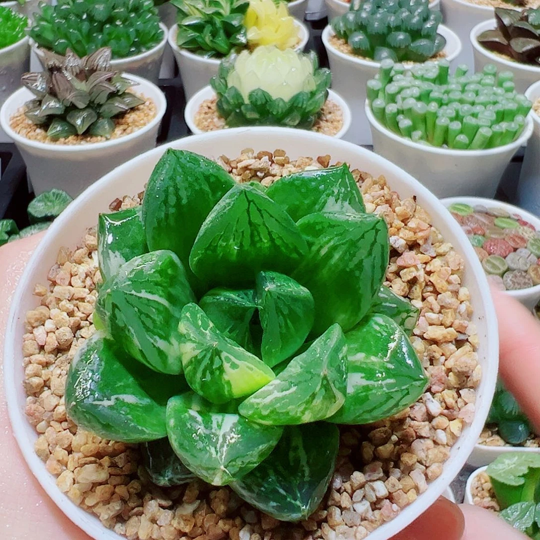 宝草玉露锦，9.9，6666