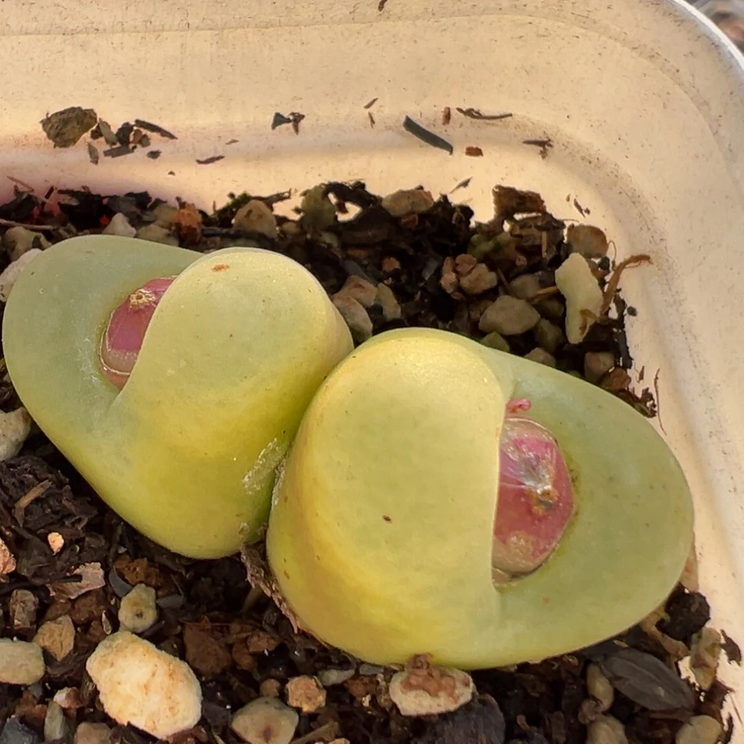 128多肉植物百科知识