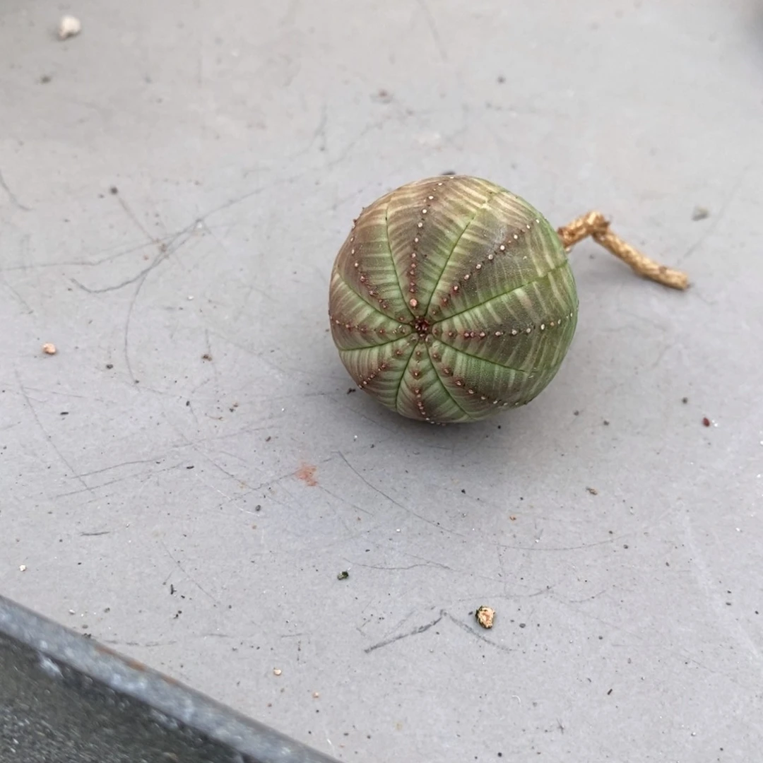 用****0布纹球仙人球