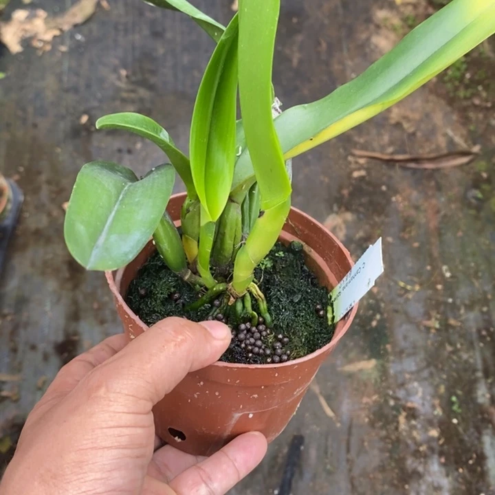 完全开放蔚蓝天空一颗漂亮的