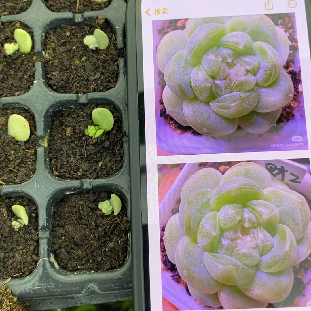 穴盘千金财富2苗一个