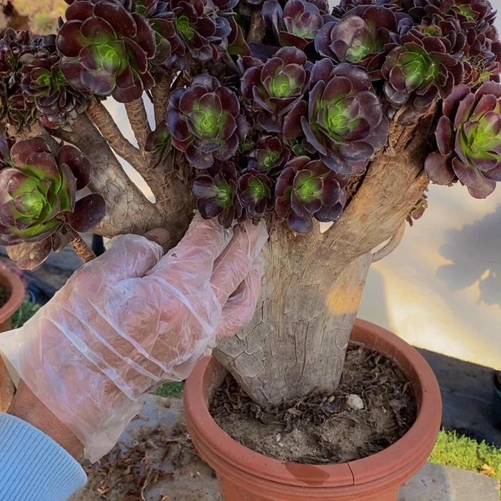 完全开放微瑕0681号欧紫缀化1颗多肉