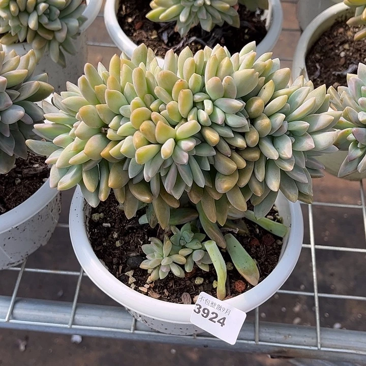阿雅园艺。        3924淡雪缀