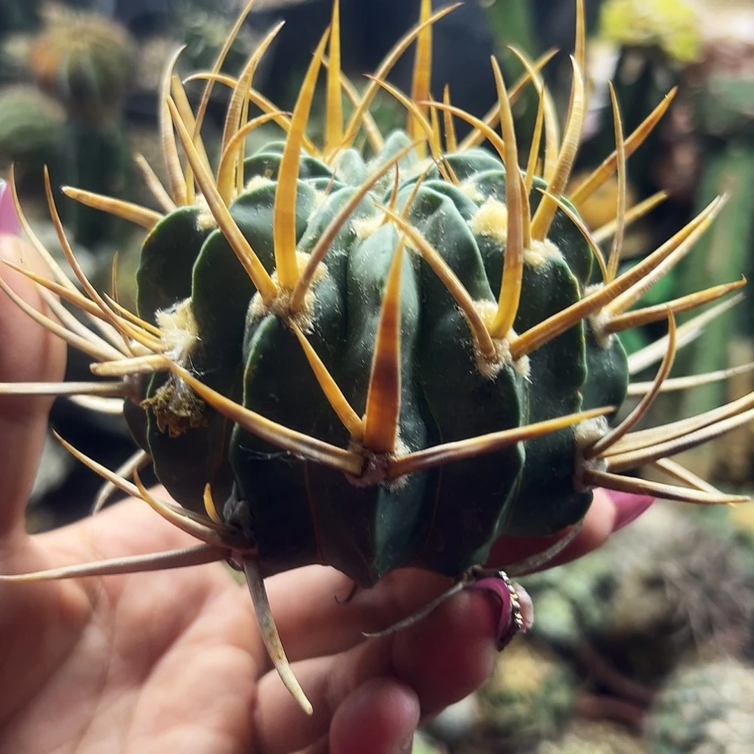 龙剑仙人球1111111111