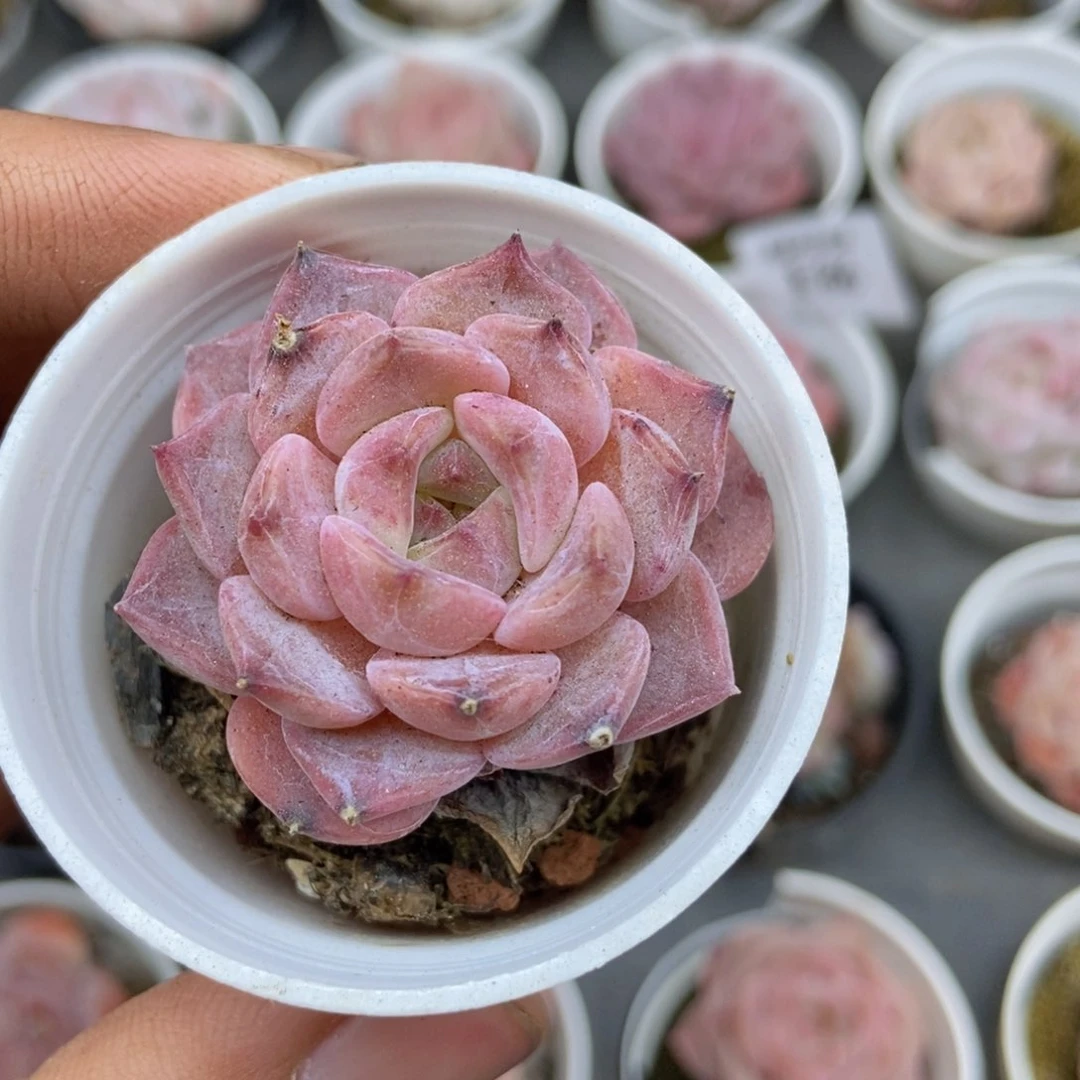 春泥家框拍链接E99