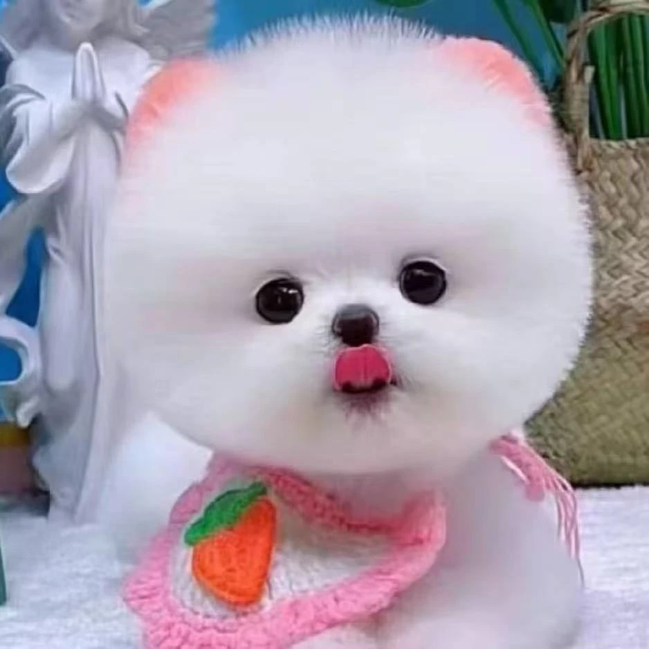 【鹏鹏博美茶杯犬】活体狗狗小狗   旧