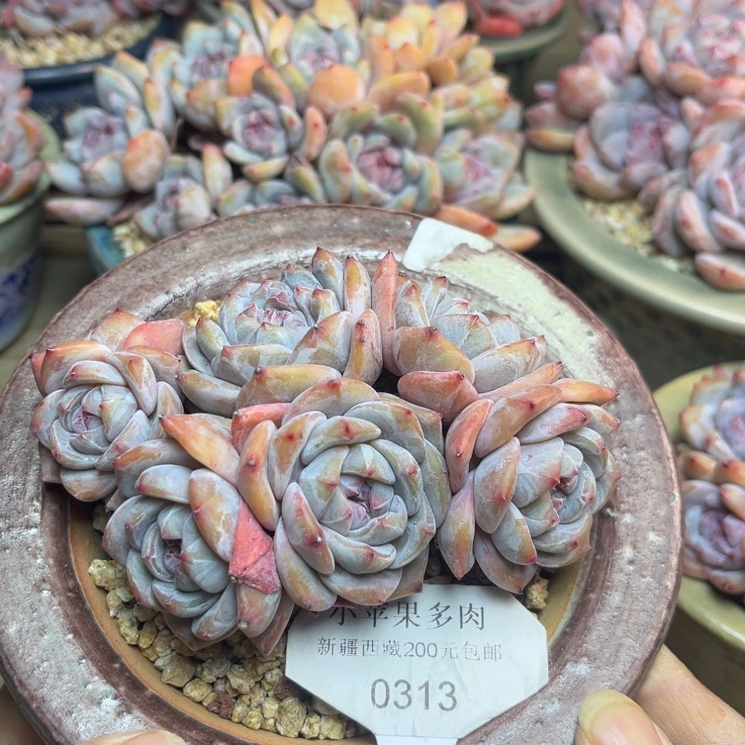 紫皮紫心313/11cm6头