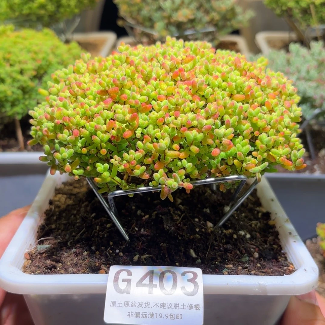 枝干番杏密橘糖球G403