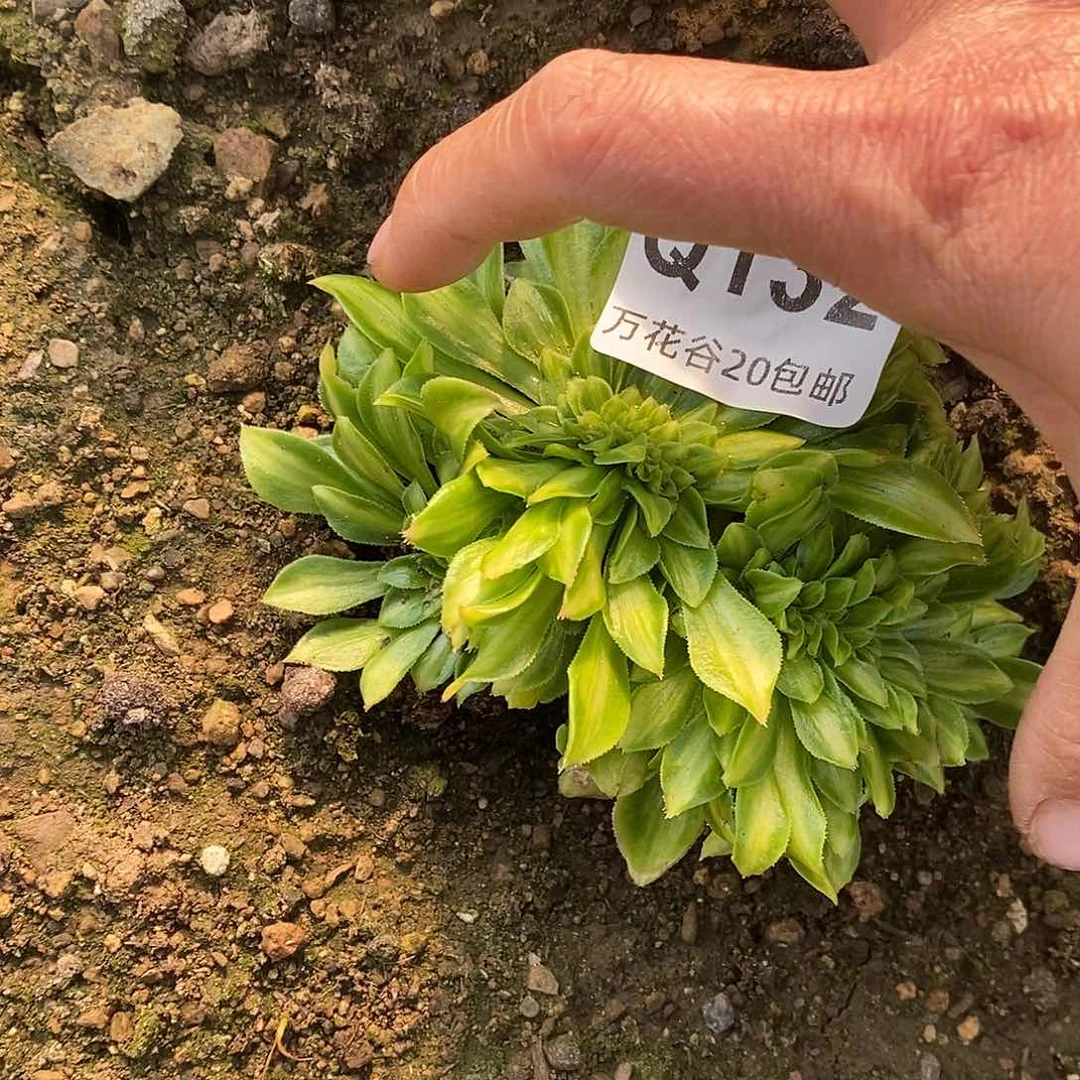 132夜光杯缀多肉植物