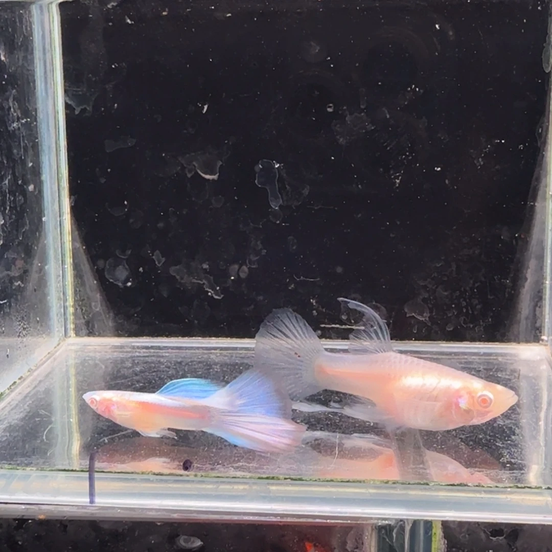 孔雀鱼蓝白缎带1对