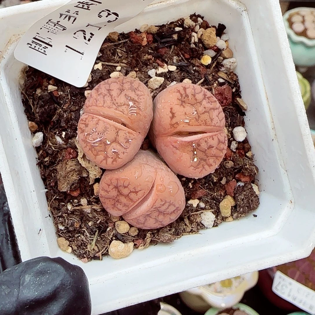 生石花满18包邮1213-149