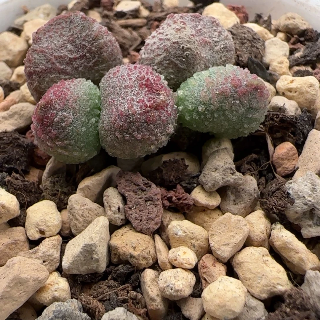 园艺水泡多肉植物