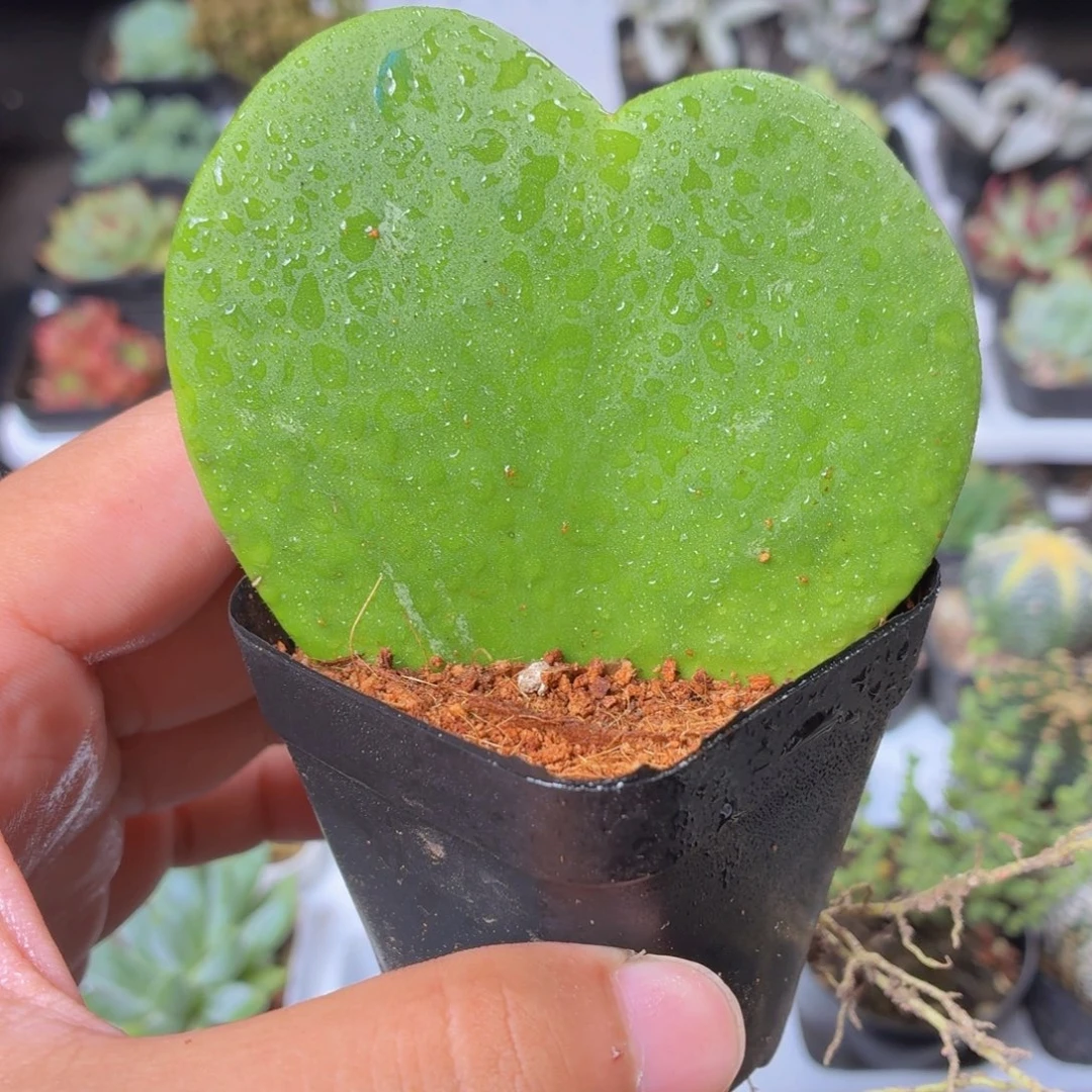 一片心多肉9.9包邮发货