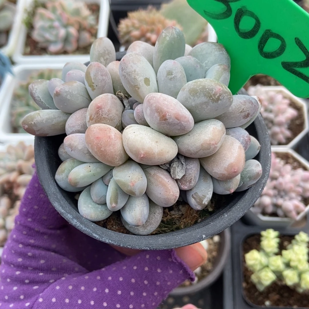 3002香水多肉植物多肉