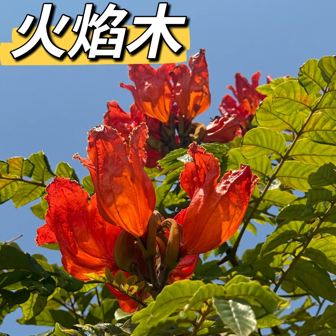名贵树苗火焰木树街道庭院绿化开花植物 耐热耐旱速生树绿美树种