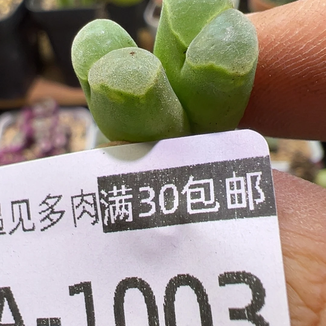 多肉植物111111111111