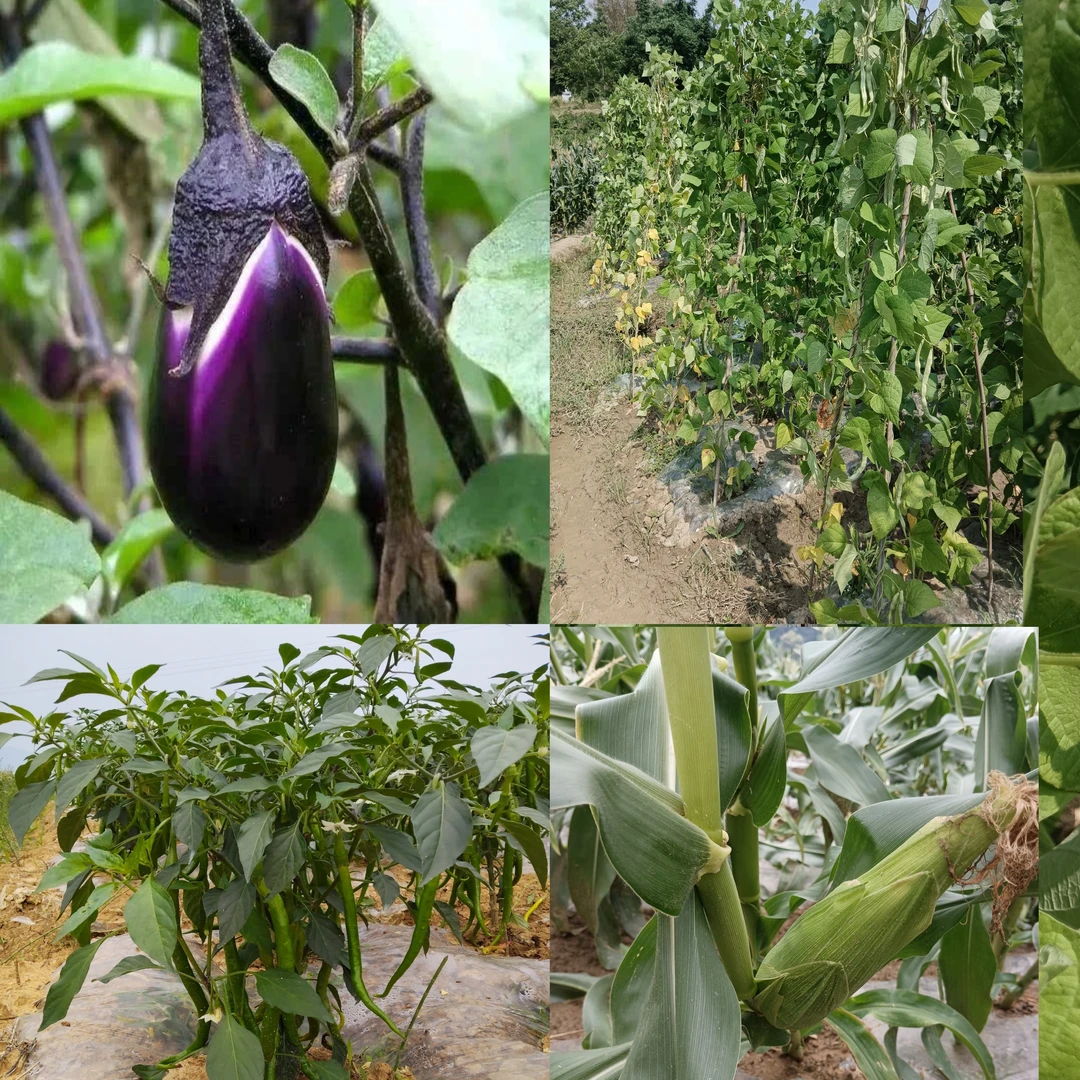 蔬菜拼盘规格自选