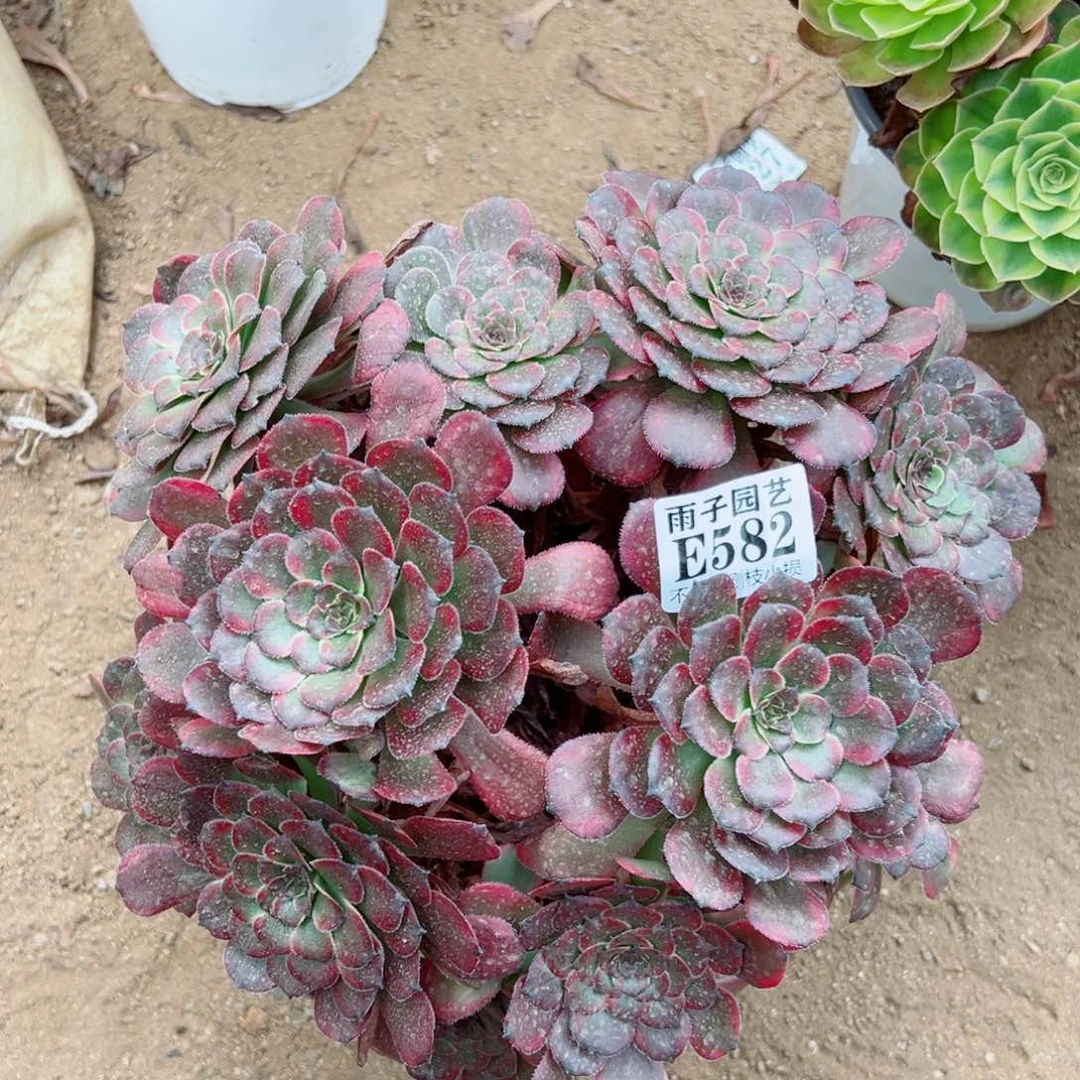 582红金刚尺寸30左右