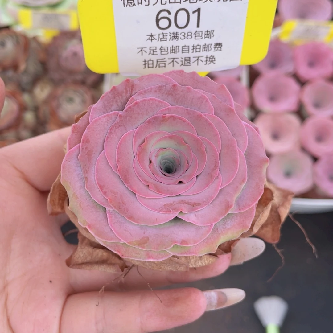 山地玫瑰601满38包邮裸根发货