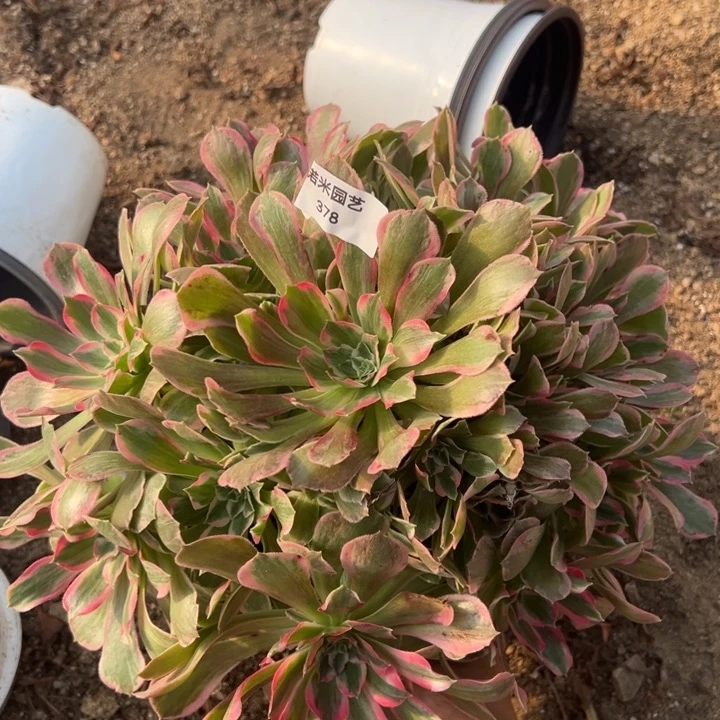 光辉大手捧多肉植物378