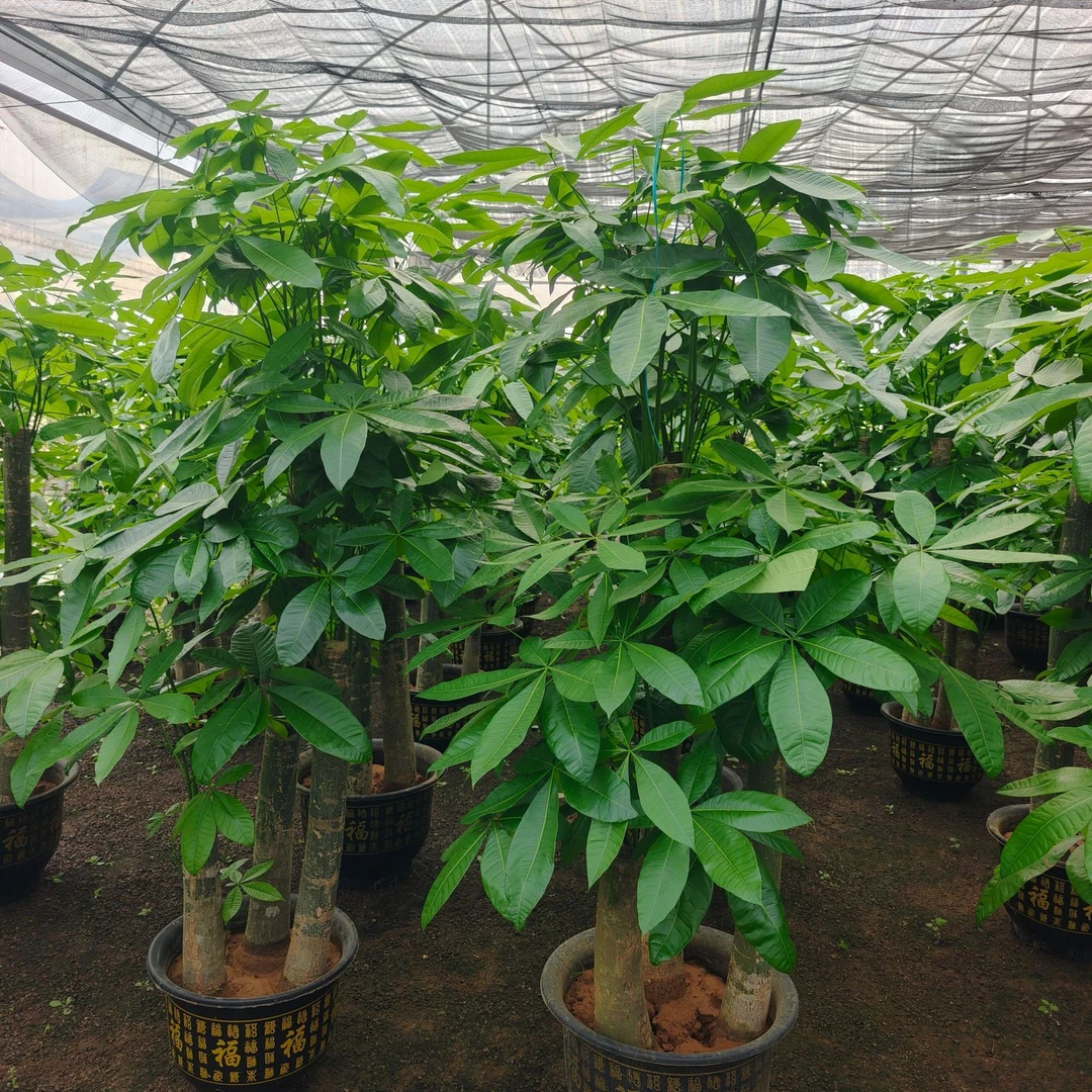 步步高发财树大型绿植盆栽适合办公室摆放乔迁开业送礼