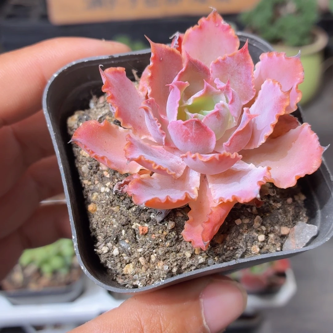 晚霞之舞多肉9.9包邮发货