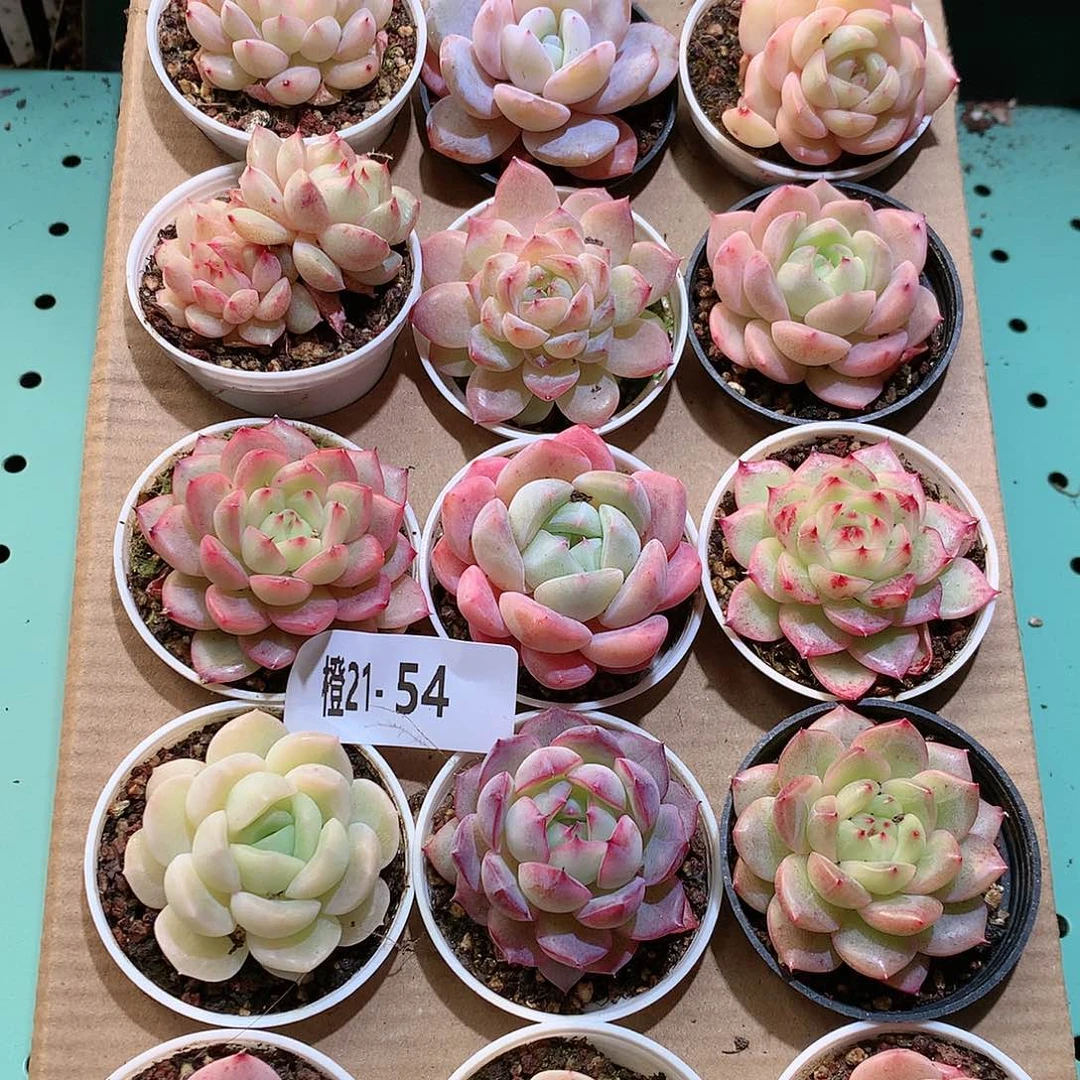 21-54一物一拍带盆18颗。