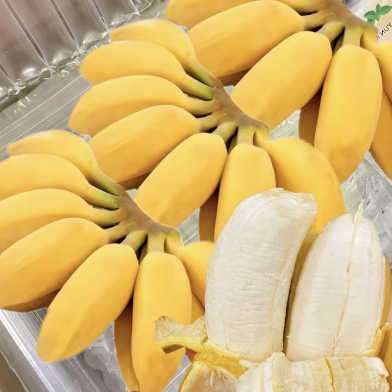 广西苹果蕉1/3/5斤新鲜现摘现发当季水果香蕉L2