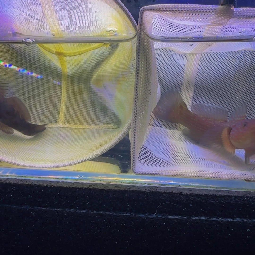 蓝口孵鱼短棘稿8-9一对