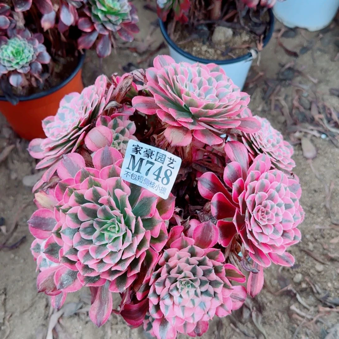 白月光法师748冠幅22