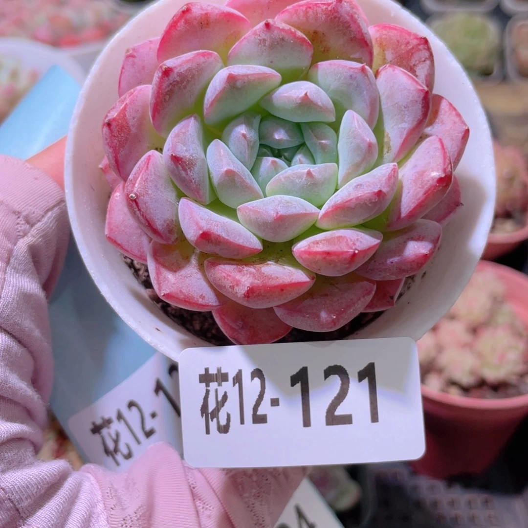 花利美12-121白桃汽水