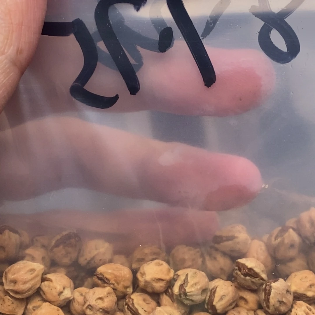 小***儿柏香籽/百香籽吊坠