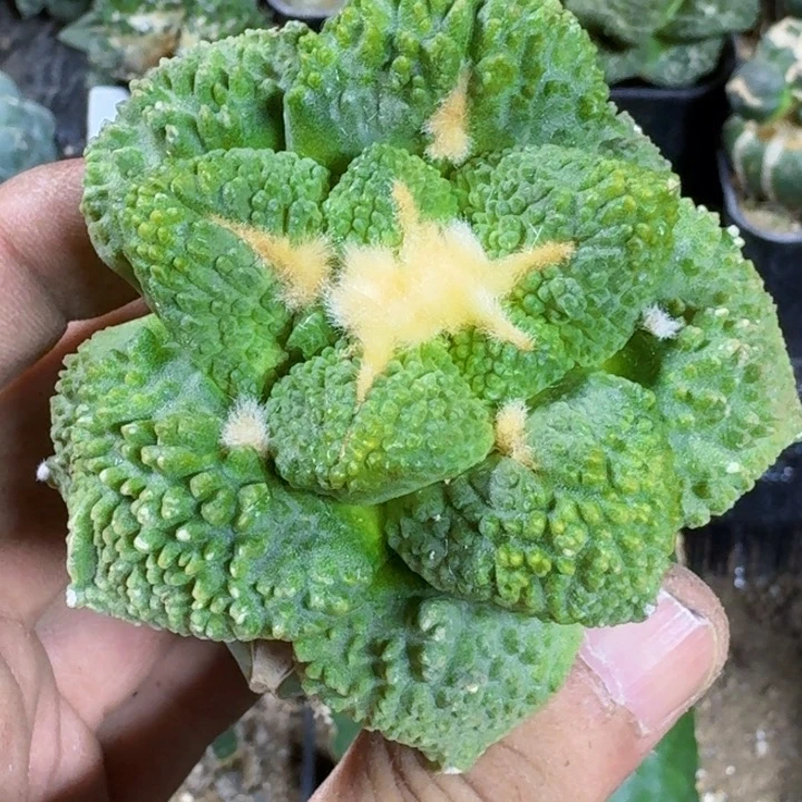 无花朵福利苗接哥怒锦084