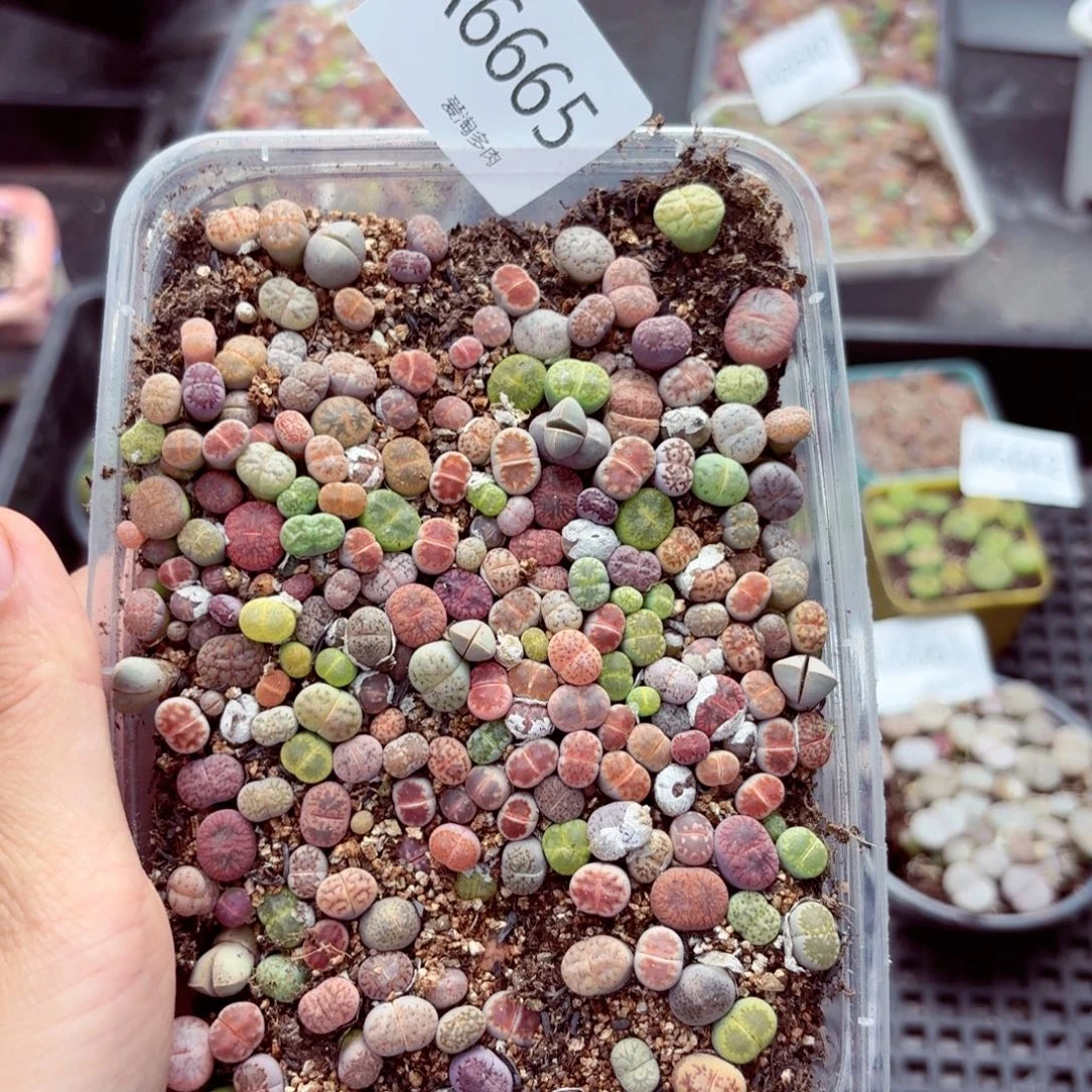 6665–生石花 生石花