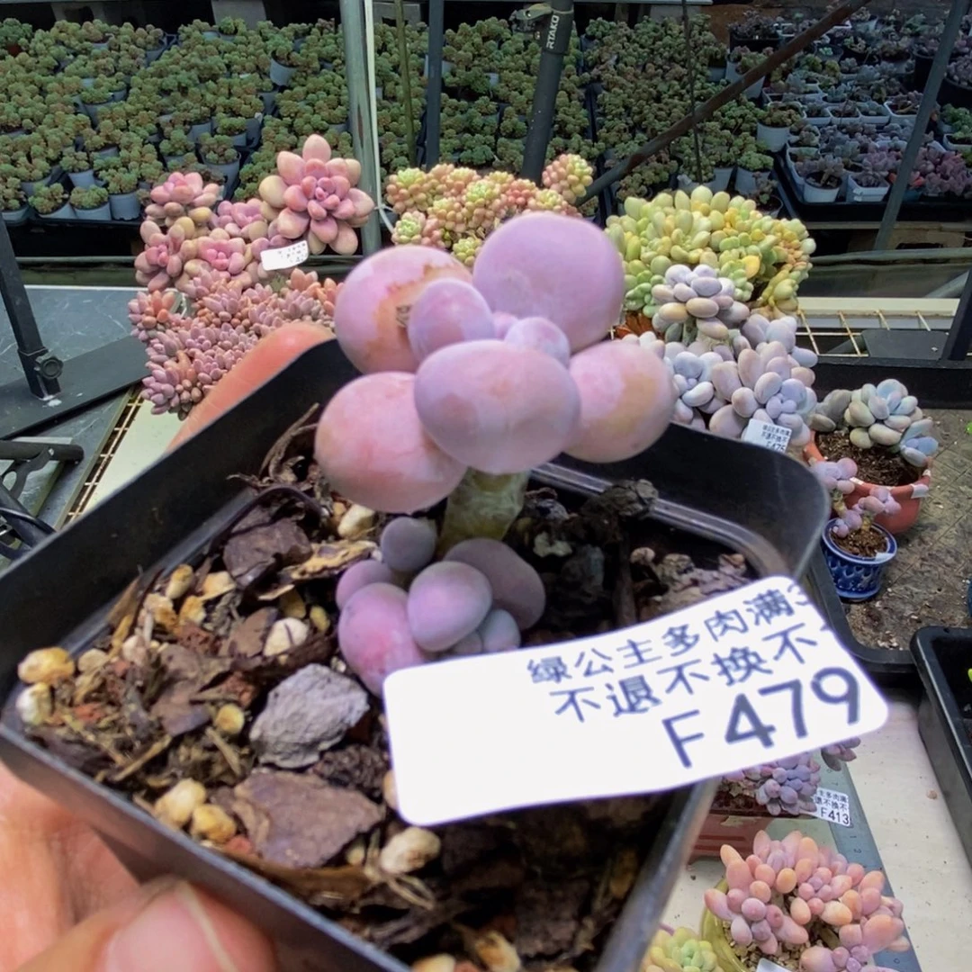 479橙奶多肉肉2cm