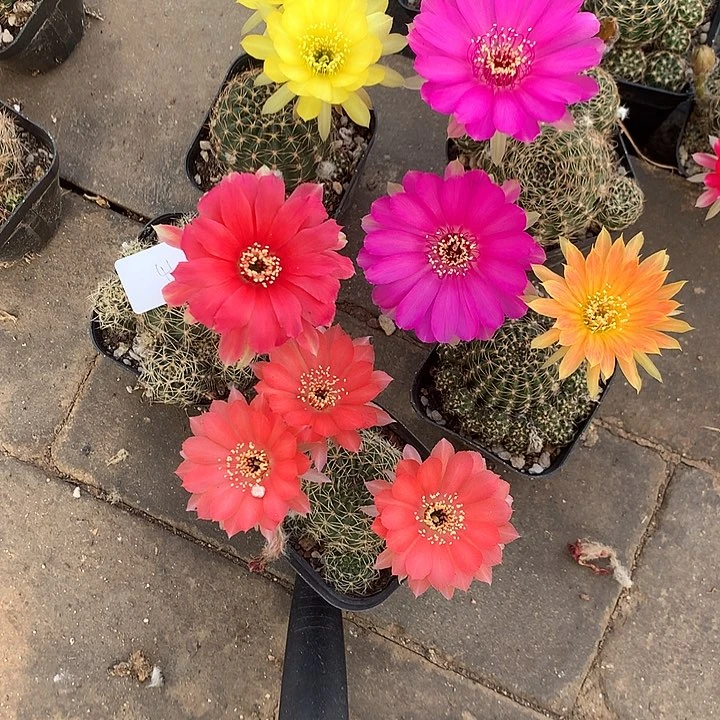 41 实生丽花6厘米盆