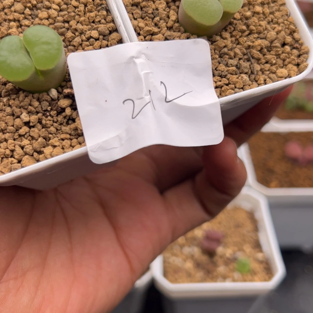 海****肉5.27磁铁多肉植物212