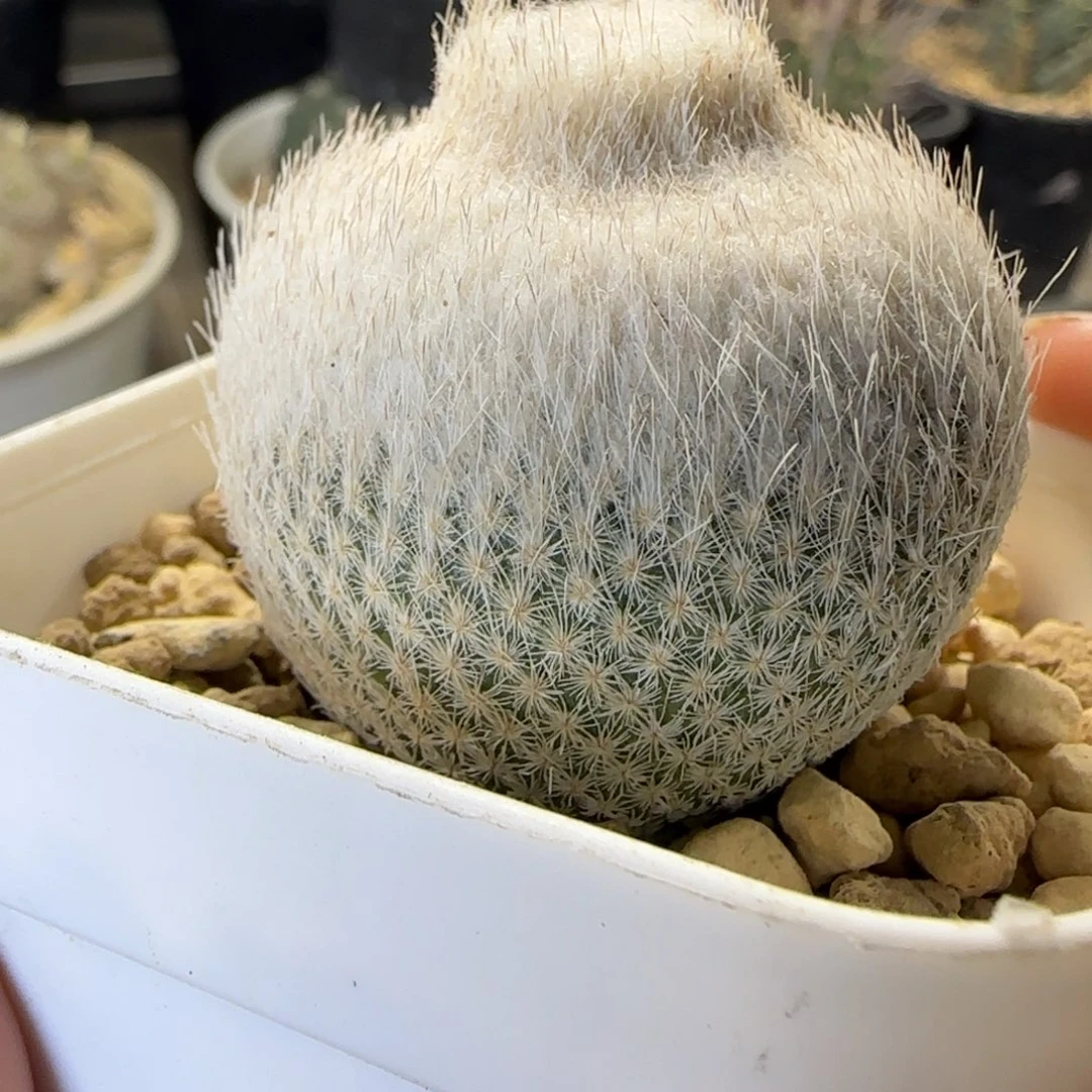 017刚刚有根伊朗丸多肉