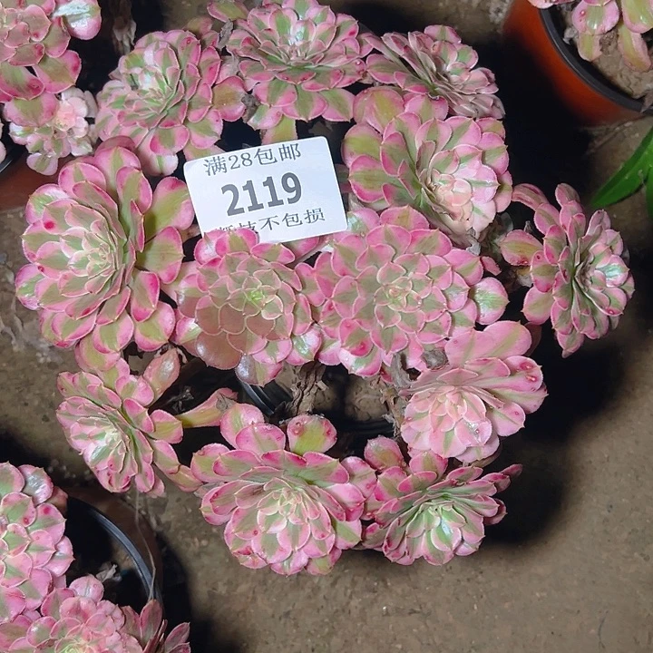 2119红铜白多肉植物