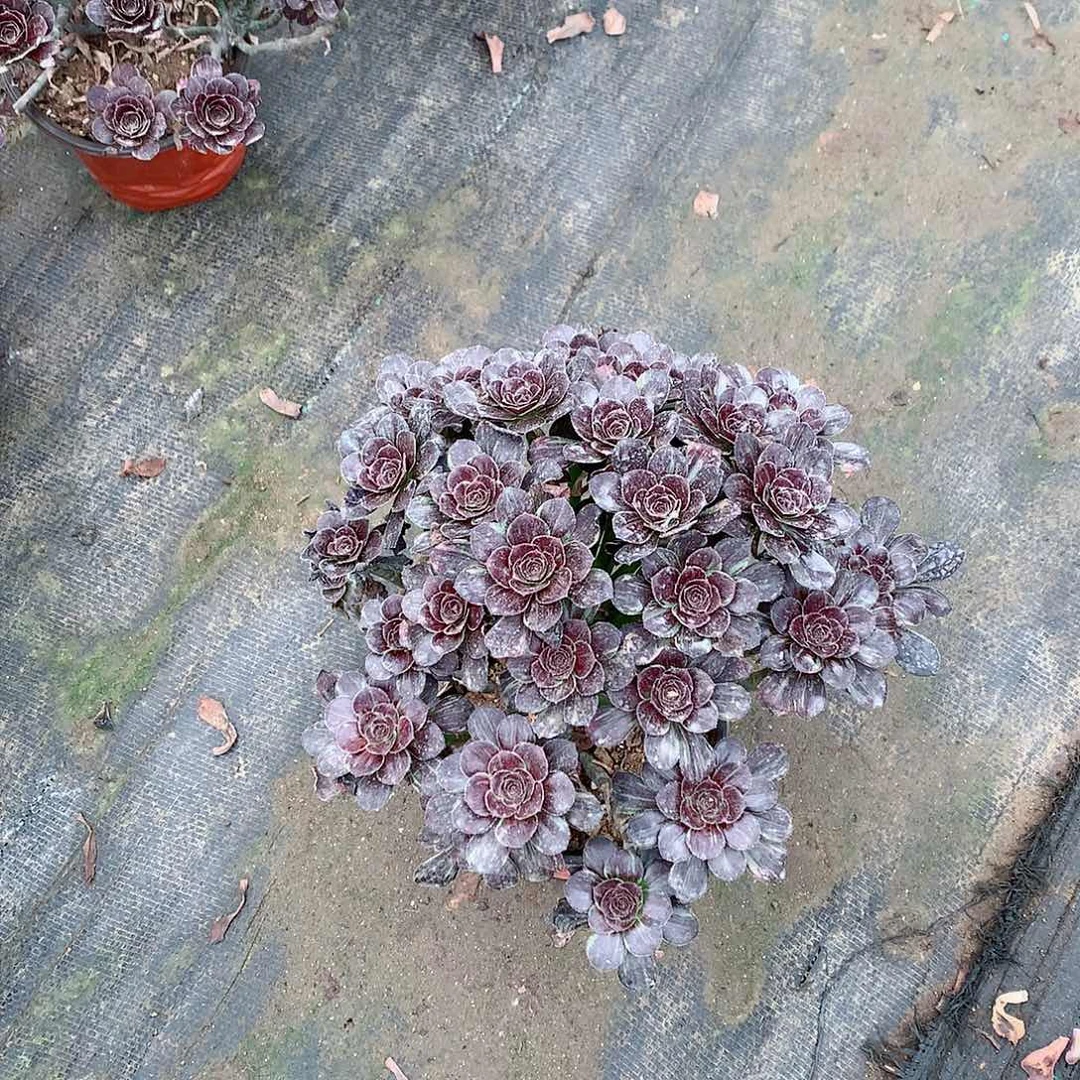 【闪购商品】沐**风原液拉丝，多肉