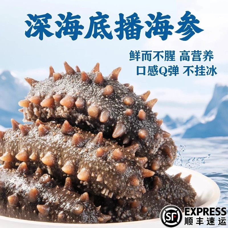 9-10CM左右鲜食海参辽刺参开袋即食