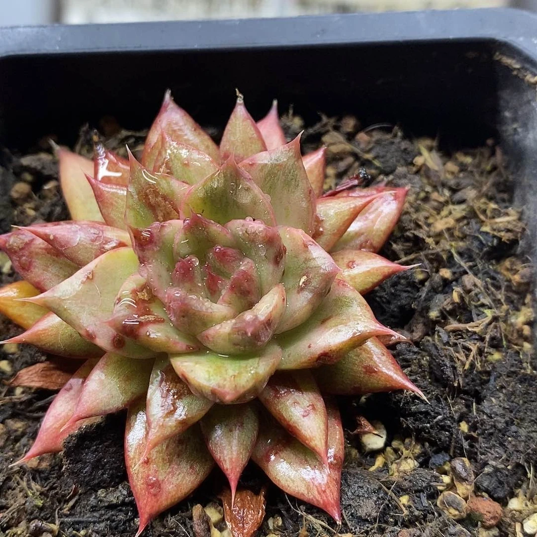 08166 雷奥帕德锦 微瑕