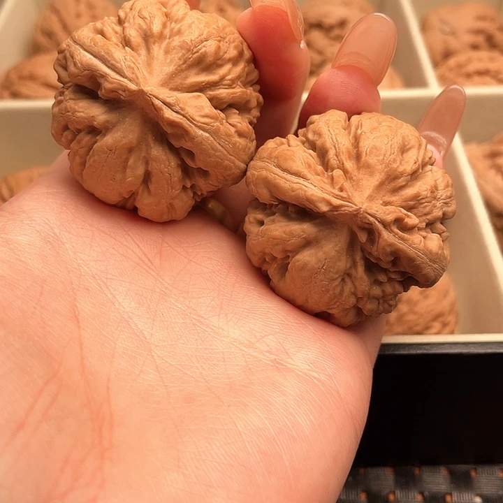 无***y霸王龙核桃尺寸40