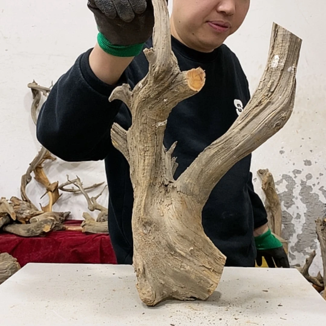 【闪购商品】柏木妙**咖我们都是好孩子