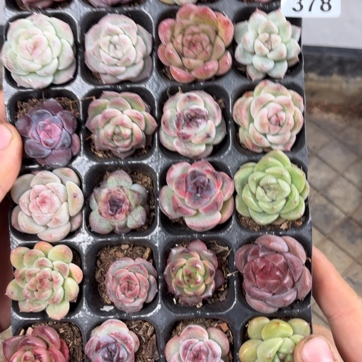 阿***福精品一物一拍多肉378