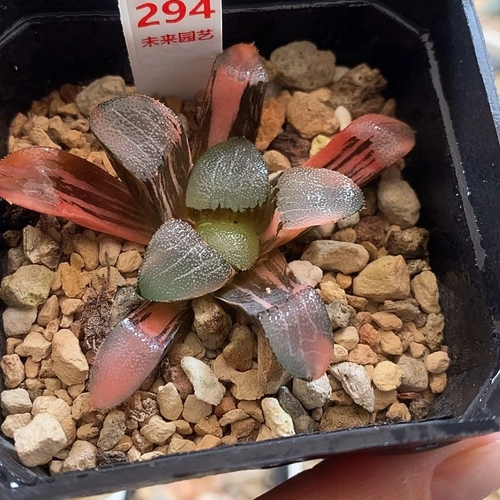 294大黑天克锦一物一拍